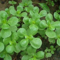 Pourpier maraîcher (Portulaca oleracea) graines