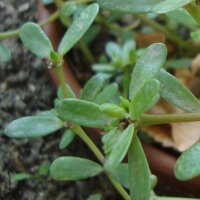 Pourpier maraîcher (Portulaca oleracea) graines