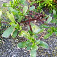 Pourpier maraîcher (Portulaca oleracea) graines