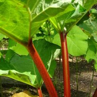 Rhubarbe des jardins (Rheum rhabarbarum) graines