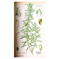 Romarin (Rosmarinus officinalis) graines