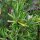 Romarin (Rosmarinus officinalis) graines