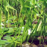 Sagittaire à feuilles en flèche (Sagittaria sagittifolia) graines