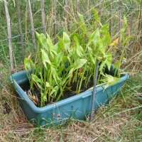 Sagittaire à feuilles en flèche (Sagittaria...