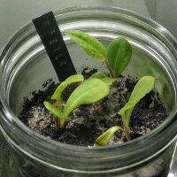 Sagittaire à feuilles en flèche (Sagittaria sagittifolia) graines