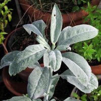 Sauge blanche (Salvia apiana) graines