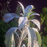 Sauge blanche (Salvia apiana) graines