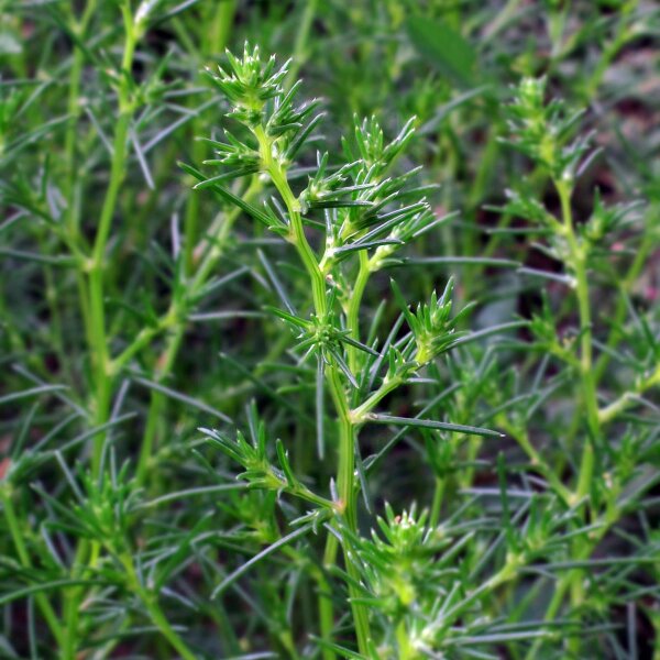 Soude commune (Salsola soda) graines
