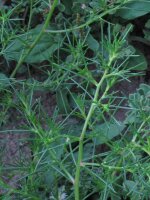 Soude commune (Salsola soda) graines