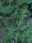 Soude commune (Salsola soda) graines