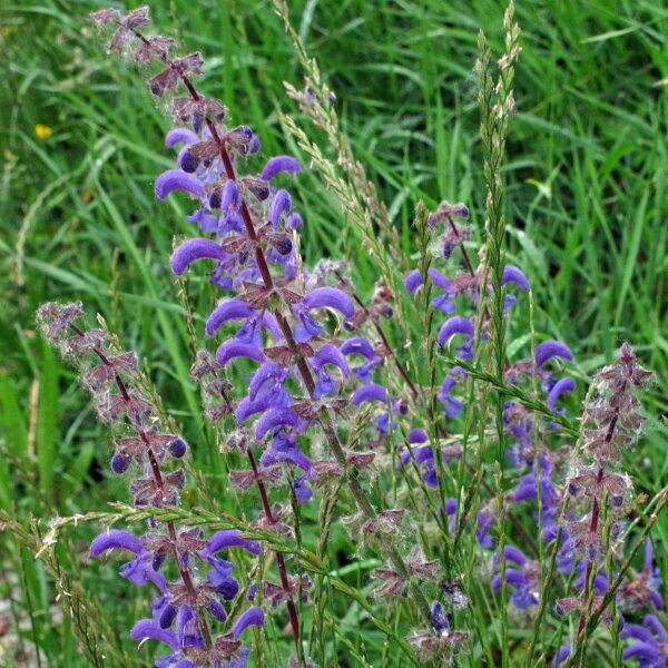 Sauge des prés (Salvia pratensis) graines