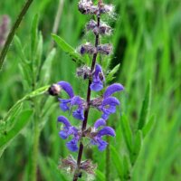 Sauge des prés (Salvia pratensis) graines