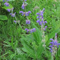 Sauge des prés (Salvia pratensis) graines