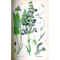 Sauge des prés (Salvia pratensis) graines