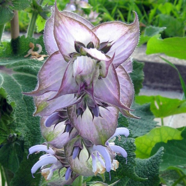 Sauge sclarée / sauge orvale (Salvia sclarea) graines