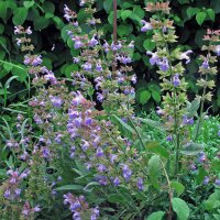 Sauge (Salvia officinalis) graines