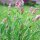 Sauge (Salvia officinalis) graines