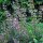 Sauge (Salvia officinalis) graines