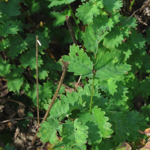 Petite pimprenelle (Sanguisorba minor) graines