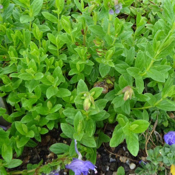 Scutellaire casquée (Scutellaria lateriflora) graines