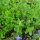 Scutellaire casquée (Scutellaria lateriflora) graines