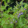 Scutellaire casquée (Scutellaria lateriflora) graines