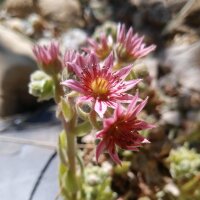 Joubarbe des toits (Sempervivum tectorum) graines