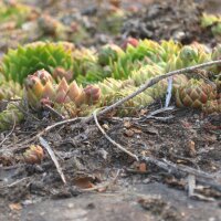 Joubarbe des toits (Sempervivum tectorum) graines