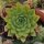 Joubarbe des toits (Sempervivum tectorum) graines