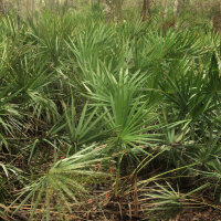 Palmier de Floride (Serenoa repens) graines