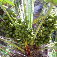 Palmier de Floride (Serenoa repens) graines