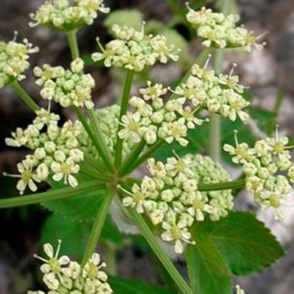 Maceron potager (Smyrnium olusatrum) graines