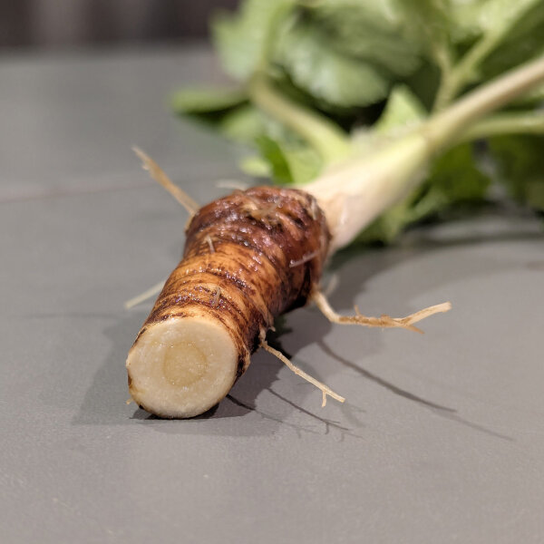 Maceron potager (Smyrnium olusatrum) graines