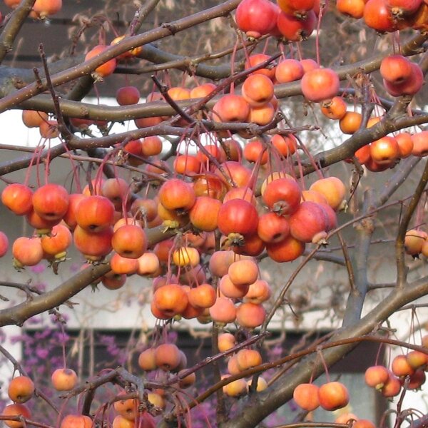 Sorbier domestique (Sorbus domestica) graines