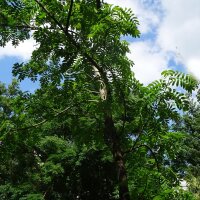 Sorbier domestique (Sorbus domestica) graines