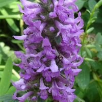 Épiaire des marais (Stachys palustris) graines