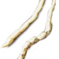 Épiaire des marais (Stachys palustris) graines