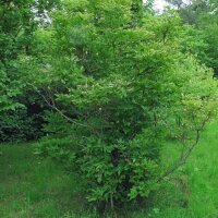 Staphylier penné / faux pistachier (Staphylea pinnata) graines