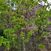 Staphylier penné / faux pistachier (Staphylea pinnata) graines