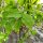 Staphylier penné / faux pistachier (Staphylea pinnata) graines