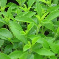 Stevia / Chanvre deau (Stevia rebaudiana) graines