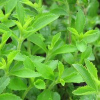 Stevia / Chanvre deau (Stevia rebaudiana) graines