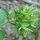 Stevia / Chanvre deau (Stevia rebaudiana) graines