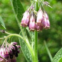 Consoude officinale (Symphytum officinale) graines