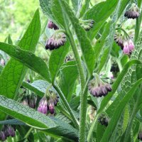 Consoude officinale (Symphytum officinale) graines