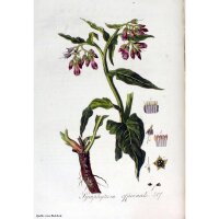 Consoude officinale (Symphytum officinale) graines