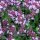 Thym de bergère (Thymus pulegioides) graines
