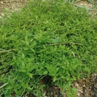 Thym dorange (Thymus fragrantissimus)
