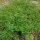 Thym dorange (Thymus fragrantissimus) graines