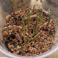 Salsifis cultivé (Tragopogon porrifolius) graines
